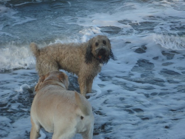 New Year's Day, 2012, dogs love to play in the mini-surf.