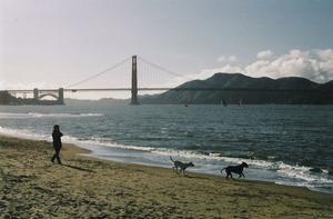 From the NPS website, we see gleeful, off-leash dogs on East Beach.  The NPS proposes to convert this section to on-leash only.