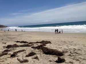 Kelp beds are plentiful off Laguna and storms wash it up, this also at Main Beach.