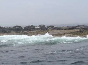 Seals lounging as we passed by