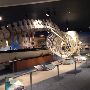 Whales are large as are their skeletons.