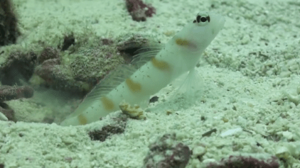 Goby fish guarding the homestead.