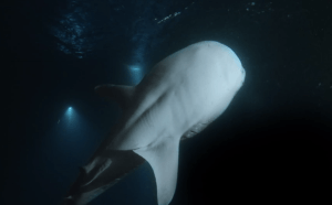 Whale shark as a beautiful creature.