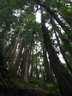 Looking up in Steep Ravine.